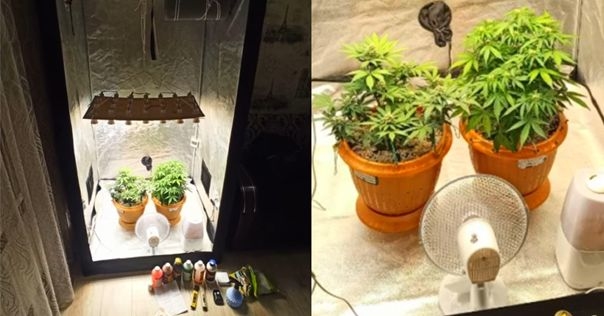 В Лиде наркоконтроль выявил в квартире у мужчины шкаф с урожаем каннабиса