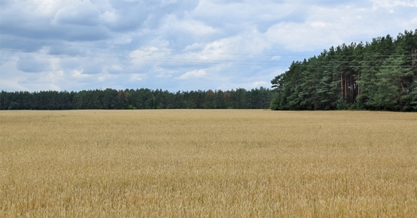В двух районах Гродненской области в грибах, ягодах и мясе дичи выявлено превышение радиации