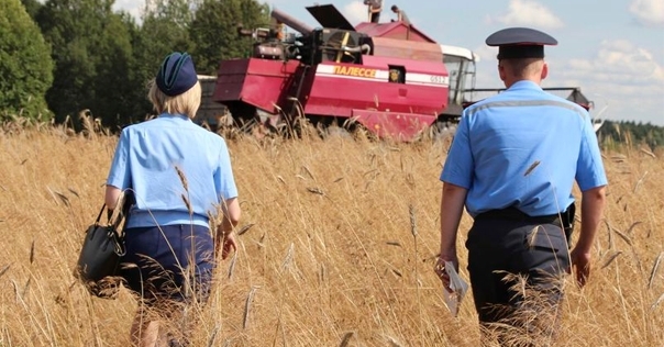 В МВД рассказали, что крадут работники АПК в Гродненской области