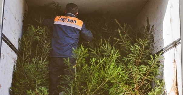 Около 150 елочных базаров начнут работу в Гродненской области 20 декабря. Стоимость елей — от 13,4 руб.