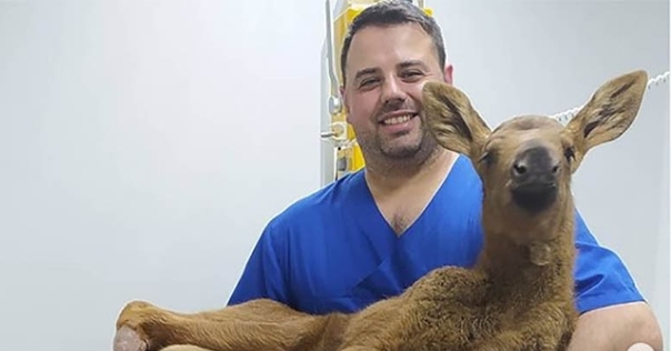 Сбитого на трассе лосенка спасли в Лиде