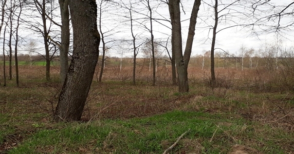 В Гродненской области выявили более 1000 га неэффективно используемых сельхозземель