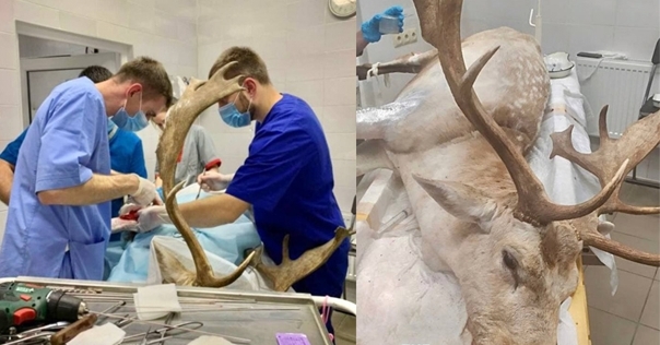 Лидский ветеринар Павел Жульпа совместно с коллегами прооперировал попавшую в ДТП лань