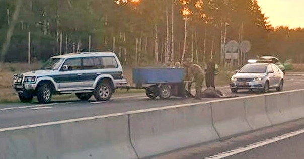 В Лидском районе на трассе М6 сбили лося