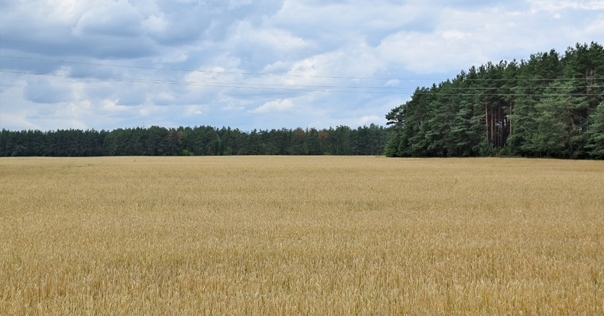 По всей Гродненской области введено ограничение на посещение лесов