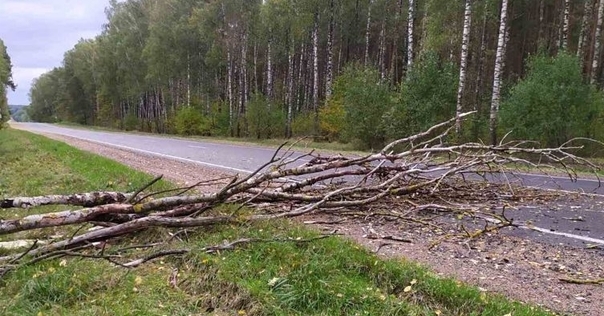В Лидском районе из-за непогоды было временно нарушено электроснабжение, повалены деревья