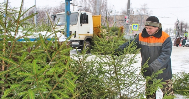 В облисполкоме рассказали, где и когда будет проводиться ёлочная торговля