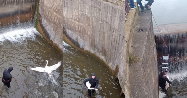 В Лиде спасатели в очередной раз помогали лебедям