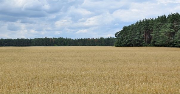 В Лидском районе введено ограничение на посещение лесов