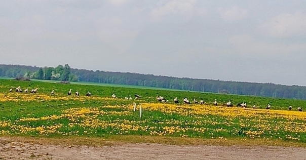 Фотафакт: на Воранаўшчыне заўважылі статак... буслоў