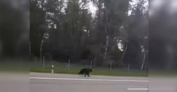 Под Лидой на М6 водитель заснял медведя