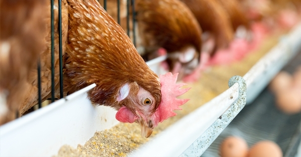 В местном с/х секторе в результате технических проблем погибло свыше 5,5 тыс. птиц. Суд Лидского района вынес решение