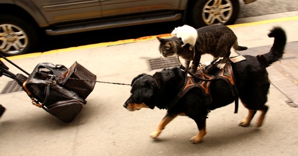 В связи с переездом на новый сервер сайт bizlida.by некоторое время в выходные дни может быть недоступен