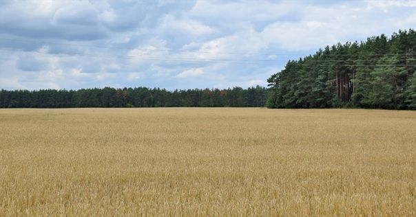 В регионе 10 человек потерялось в лесах за выходные