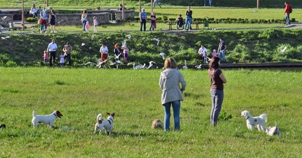 Прописаны новые нормы содержания домашних животных