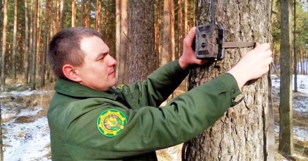 Под Лидой с дерева неизвестные украли камеру фотовидеофиксации
