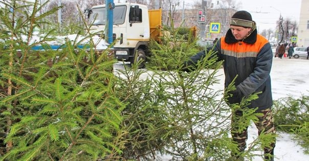 В Лиде и местных лесничествах началась продажа елей от 9 рублей