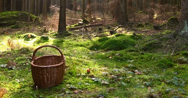 Лидчанин нашёл в лесу огромный подберёзовик