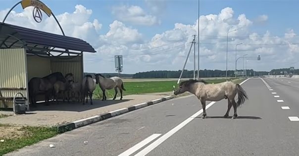 На трассе М6 водители вновь заметили диких лошадей