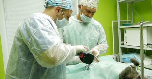 В Лиде впервые в стране сделали операцию по протезированию конечности у животного