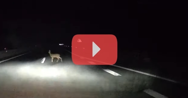 На проезжую часть трассы М6 снова вышло дикое животное. Водитель сумел среагировать