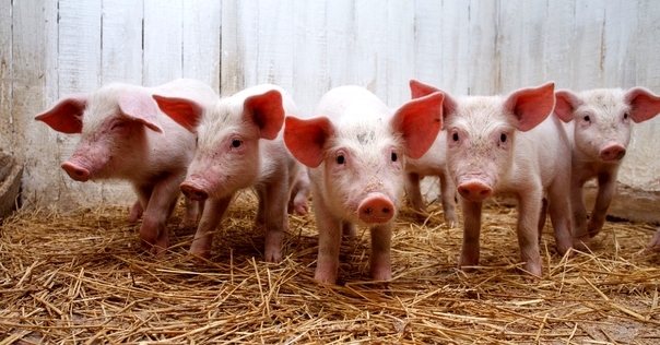 Профилактика африканской чумы: жителям Ёдок и Дворищ запрещено содержать свиней.
