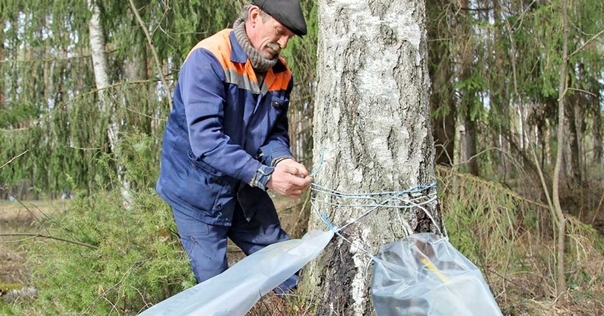 Лесхозы Гродненщины начали заготавливать березовый сок