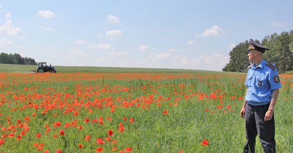 За 6 июньских дней в регионе изъято свыше 419 килограмм наркосырья