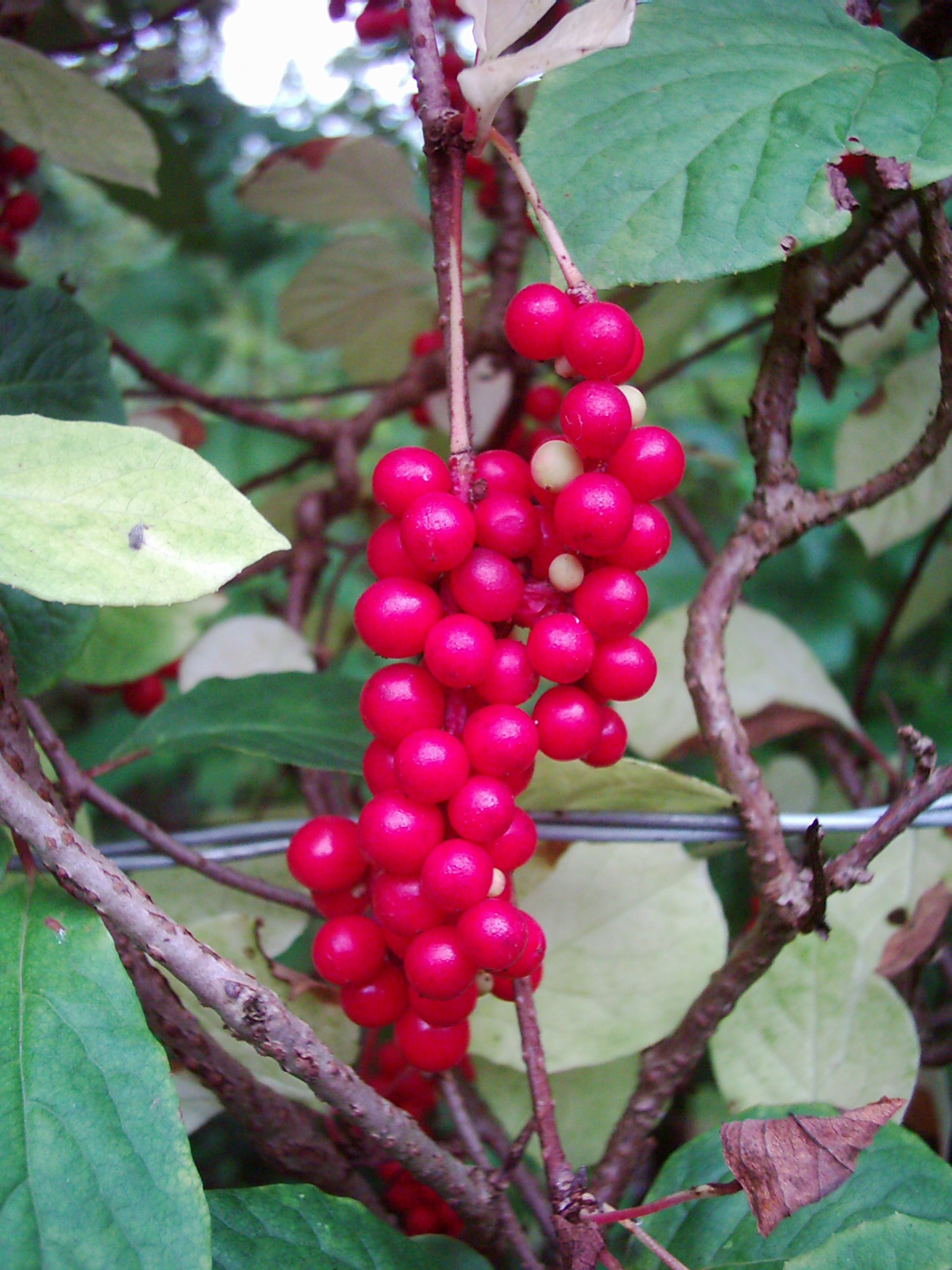 Лимонник китайский. Лимонник шизандра. Лимонник китайский Лиана. Лимонник Schisandra chinensis. Лиана лимонника Дальневосточного.